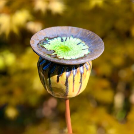 yellow poppy seed head in front of autumnal japanese acer