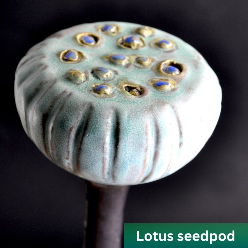 Experimental Design: Trial and Error part 3: Lotus seedpod
